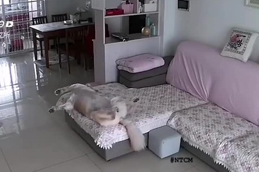 Bật cười chú chó mê ngủ ngã lăn khỏi ghế