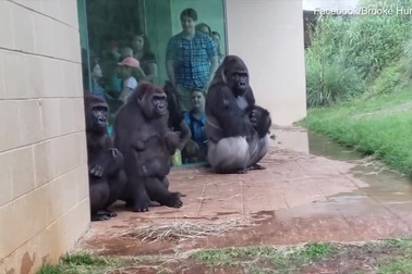 Bầy khỉ đột nháo nhào tìm chỗ trú mưa