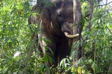 Bị voi tấn công, hai cha con thoát chết trong gang tấc