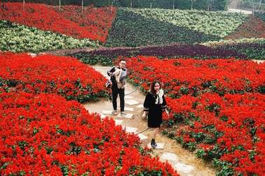 Đề xuất trồng đủ 12 mùa hoa mang đặc trưng Tây Hồ để quảng bá du lịch