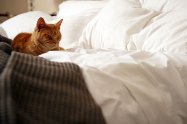 Hành động kỳ quặc của chàng sau “yêu”