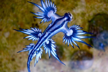 Sên biển “Rồng Xanh” kỳ lạ