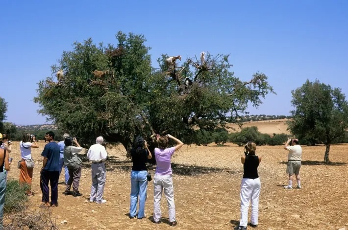 Lột trần sự thật đen tối về đàn dê biết leo cây thoăn thoắt như khỉ - 4