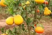 Thị trường Tết Hà Nội: Xuất hiện cây cho 5 thứ quả