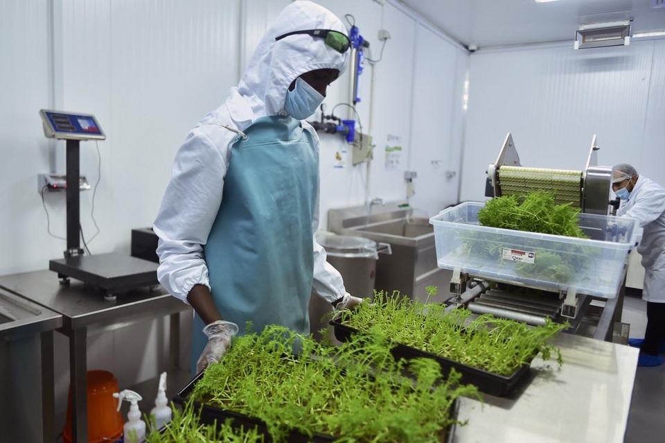 Trang trại khủng không cần đất mỗi ngày thu hoạch 15 tạ rau - 4