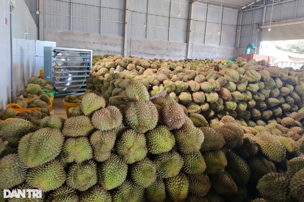 Sầu riêng nhúng hóa chất để làm gì, có an toàn để tiêu thụ? - 2 Sầu riêng nhúng hóa chất để làm gì, có an toàn để tiêu thụ? - 2