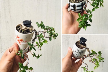 Cây “tí hon” nằm gọn lỏn trong bàn tay, khách chịu chơi chi cả chục triệu mua về ngắm