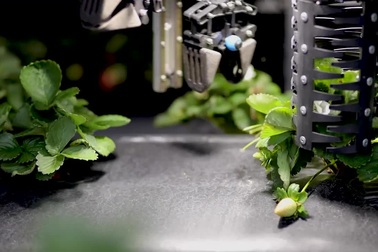 Loạt siêu robot tiền tỷ hái dâu tây nhanh thoăn thoắt, xuyên ngày đêm