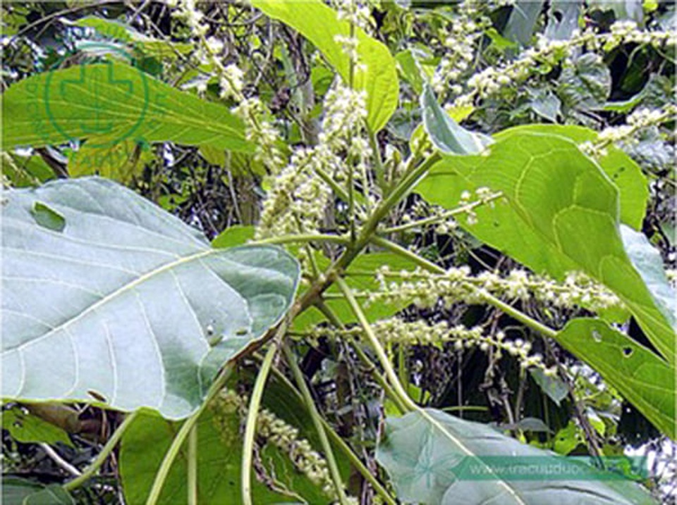 Bé gái 4 tuổi suýt mất mạng vì ăn canh lá lộc mại chữa táo bón - 2 Bé gái 4 tuổi suýt mất mạng vì ăn canh lá lộc mại chữa táo bón - 2