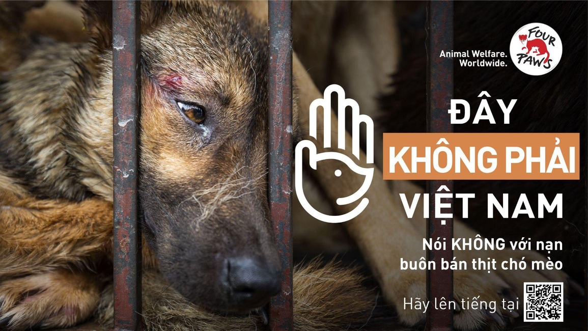 Giới trẻ Việt không hào hứng ăn thịt chó, mèo? - 2 Giới trẻ Việt không hào hứng ăn thịt chó, mèo? - 2