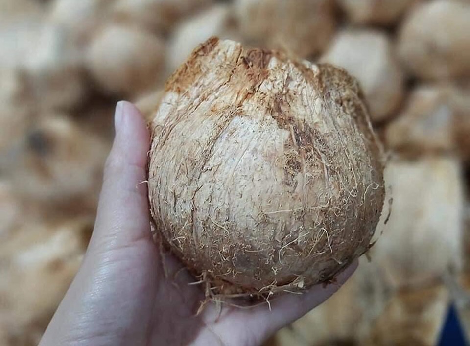 Ngày bán 5.000 quả dừa tí hon, hàng lạ gây sốt ngày nắng cháy - 1 Ngày bán 5.000 quả dừa tí hon, hàng lạ gây sốt ngày nắng cháy - 1