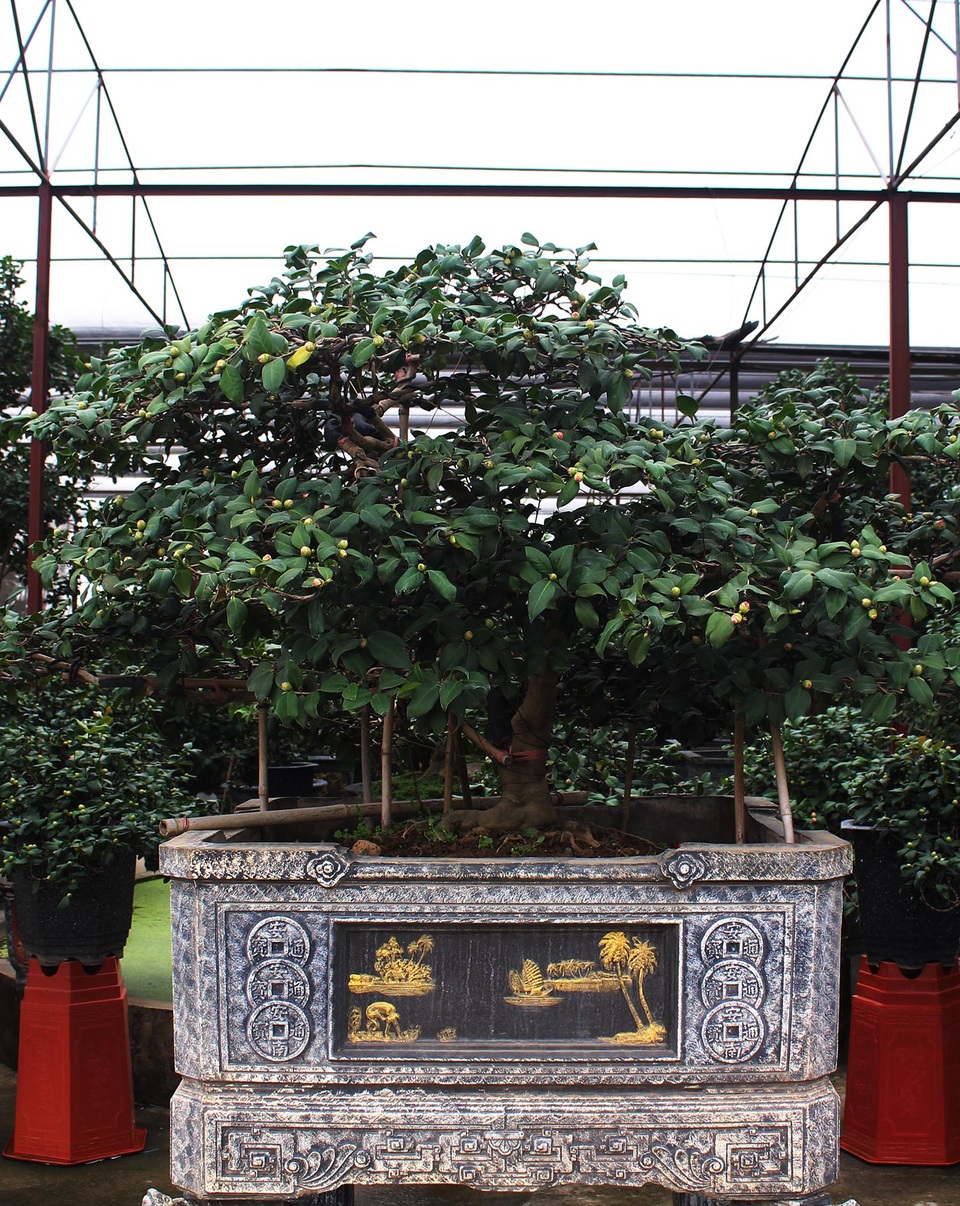 Mong may mắn, đại gia chi 150 triệu đồng mua trà cổ chơi Tết - 4 Mong may mắn, đại gia chi 150 triệu đồng mua trà cổ chơi Tết - 4