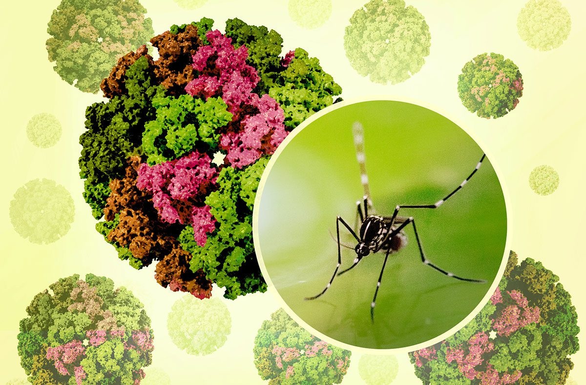 Bệnh Chikungunya tăng tại nhiều nước, Bộ Y tế chỉ đạo khẩn - 1