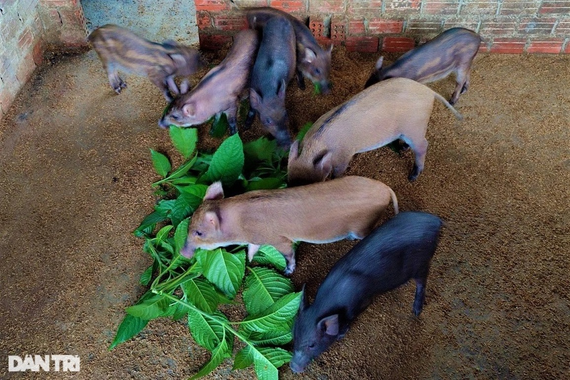 Nam thanh niên về quê nuôi giống heo đặc sản, Tết đến là cháy hàng - 5 Nam thanh niên về quê nuôi giống heo đặc sản, Tết đến là cháy hàng - 5