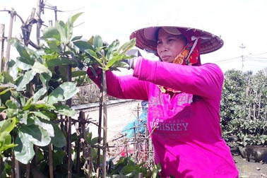 “Thủ phủ” mai vàng miền Trung chạy đua vào Tết