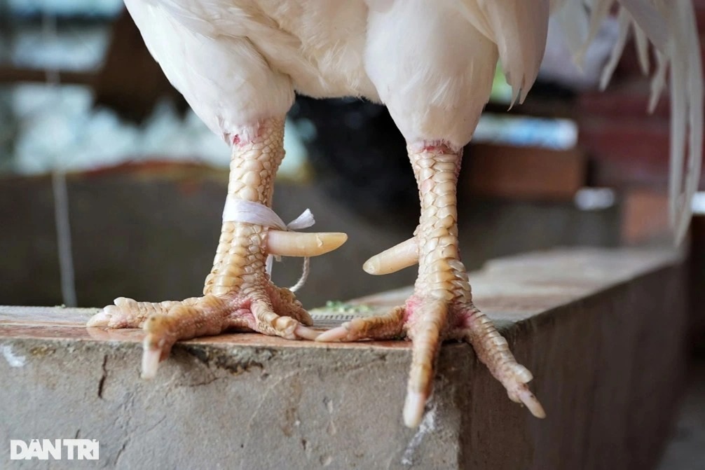 Thú vị chú gà không ăn thóc, thích ngủ võng ở Đồng Tháp - 2