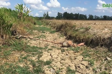 Những đồng lúa chết cháy vì hạn mặn