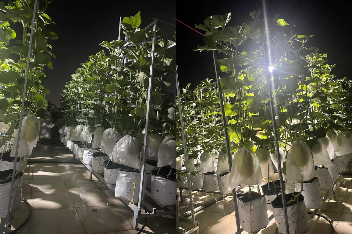 Vườn dưa đón Tết cho thu hoạch hơn một tạ của bà mẹ 3 con ở TPHCM - 6 Vườn dưa đón Tết cho thu hoạch hơn một tạ của bà mẹ 3 con ở TPHCM - 6