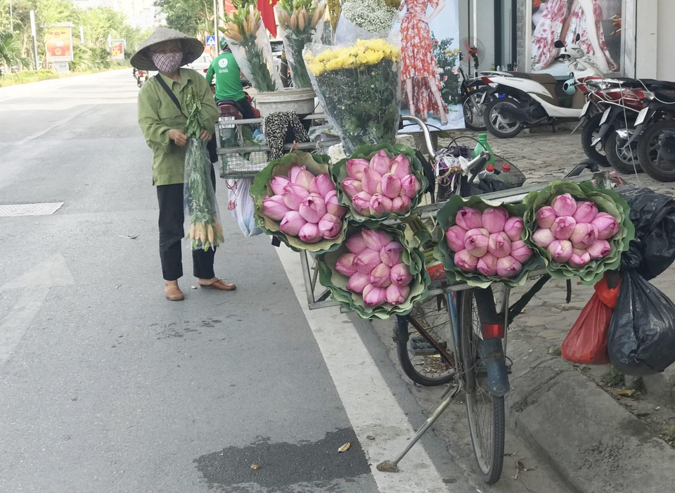 Bỏ tiền thật rước phải sen rởm, đâu là cách phân biệt? - 1 Bỏ tiền thật rước phải sen rởm, đâu là cách phân biệt? - 1