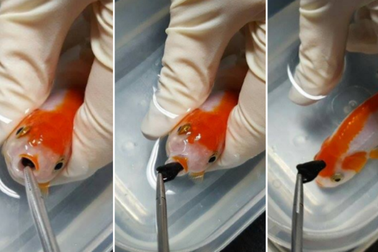 Bỏ ra gần chục triệu để phẫu thuật cho cá vàng