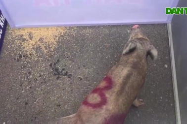 Độc đáo với màn đua heo sọc dưa