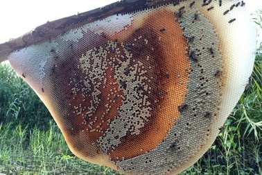 Dịp lễ 30/4 này về U Minh Hạ ăn đặc sản lẩu mắm, ngắm tổ ong "khủng"