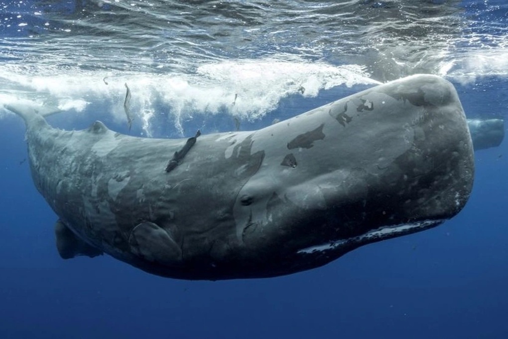 Long diên hương là gì mà nhiều người truy tìm? - 1