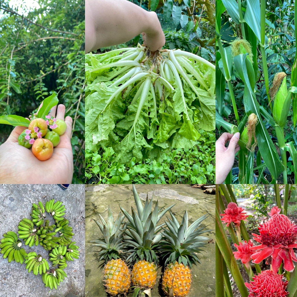 Vườn rau trái trĩu quả của chàng trai liệt hai chân ở miền Tây gây Vườn rau trái trĩu quả của chàng trai liệt hai chân ở miền Tây gây