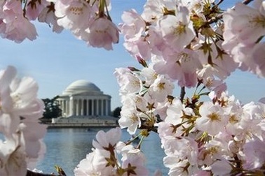 Chùm ảnh: Washington mùa anh đào nở