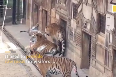 Vườn thú cho du khách dùng thịt sống để "câu hổ" khiến dư luận nổi giận