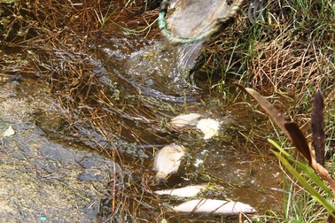 Hơn 17ha tôm, cua, cá chết vì nước nhiễm mặn