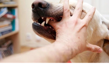 Bị chó nhà nuôi cắn, người phụ nữ 53 tuổi tử vong nghi do bệnh dại