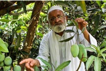 Cây xoài "thần kỳ" có 300 giống quả của cụ ông 80 tuổi