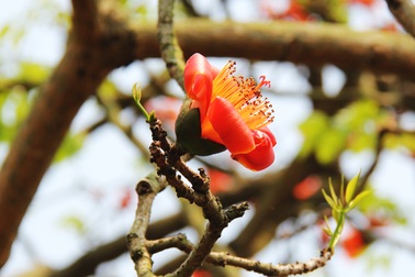 Ngẩn ngơ trước vẻ đẹp rực rỡ của hoa gạo tháng Ba