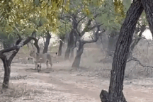 Sư tử đụng độ chó Pitbull bé bằng nửa kích thước và cái kết "ê chề"