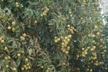 Bé trai 3 tuổi tử vong thương tâm vì hóc hạt vải