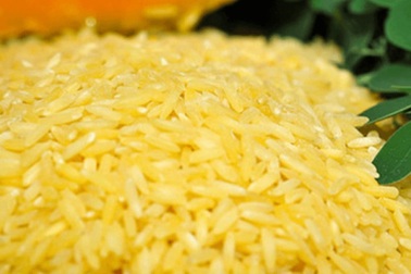 Gạo vàng biến đổi gen ở Philippines có gì đặc biệt, tính an toàn ra sao?