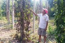 Mất trắng hàng trăm triệu đồng vì cây tiêu chết hàng loạt