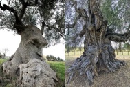 Những cây olive nghìn năm hình dáng kỳ quái