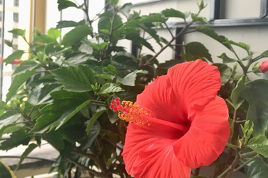 Tết vui nhờ chồng!