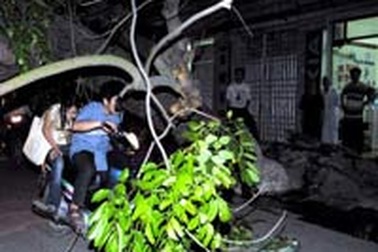 Cây cổ thụ đổ ngang đường Đội Cấn