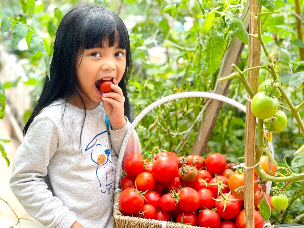 Mẹ đảm ở Hà Nội cặm cụi chở đất, đưa lên tầng 8 làm vườn 100m2 - 9