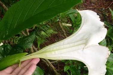 “Hơi thở của quỷ” - loại thuốc thôi miên nguy hiểm nhất thế giới 