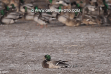 Chim cắt thảo nguyên đoạt mạng vịt trời bằng cú bổ nhào "vô ảnh"