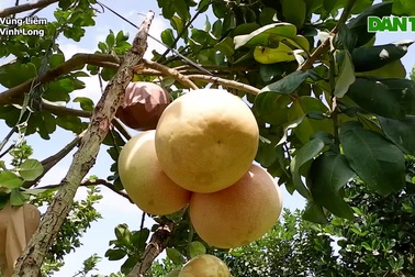 "Bưởi lạ" vỏ hồng, ruột hồng mùi vị thơm nồng.