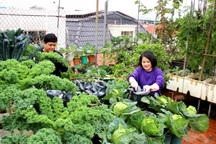 Làm vườn tranh thủ, mẹ đảm Bắc Giang vẫn có đủ rau trái "trên nóc nhà"