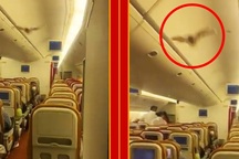 Dơi gây náo loạn khi bay lượn trong máy bay Ấn Độ