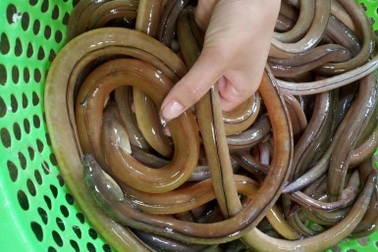 Món gỏi nhệch kỳ công ăn kèm chục loại gia vị, giá tiền triệu "hút" khách