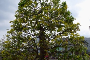 Ngắm cây mai vàng gần 100 tuổi hình toà tháp tuyệt đẹp