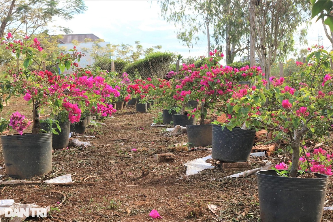 Trồng hồng thất bại, cử nhân chọn giống hoa nở quanh năm để bán Tết - 5 Trồng hồng thất bại, cử nhân chọn giống hoa nở quanh năm để bán Tết - 5